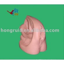 Advanced female internal and external genitalia model